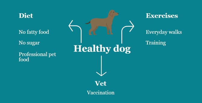 Infografía de perro sano.